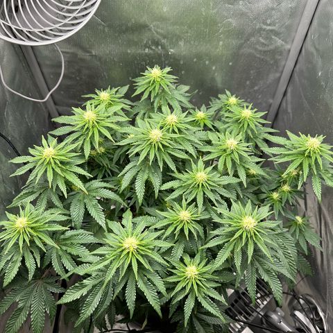 200% growlog timeline photo