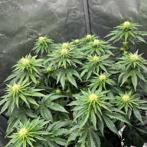 200% growlog timeline photo