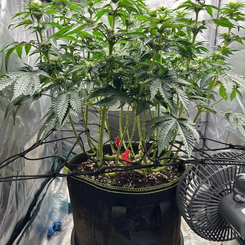 200% growlog timeline photo