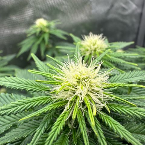 200% growlog timeline photo