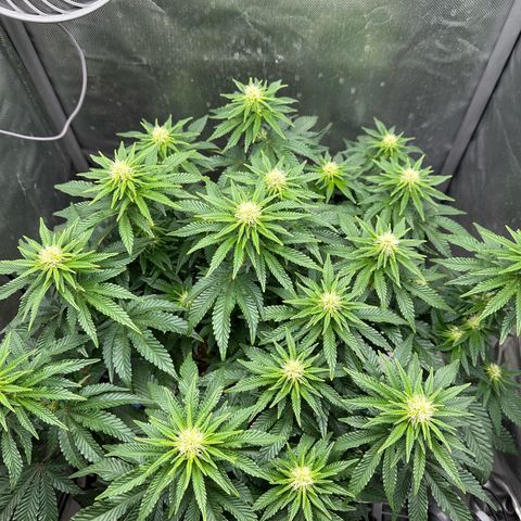 200% growlog timeline photo