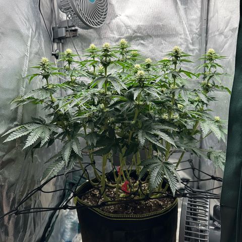 200% growlog timeline photo