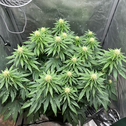 200% growlog timeline photo