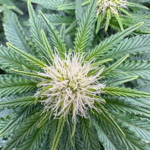 200% growlog timeline photo