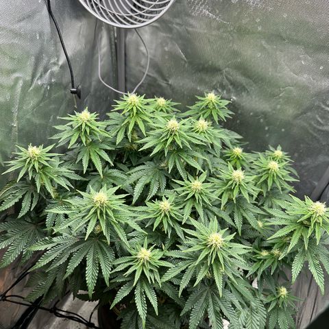 200% growlog timeline photo