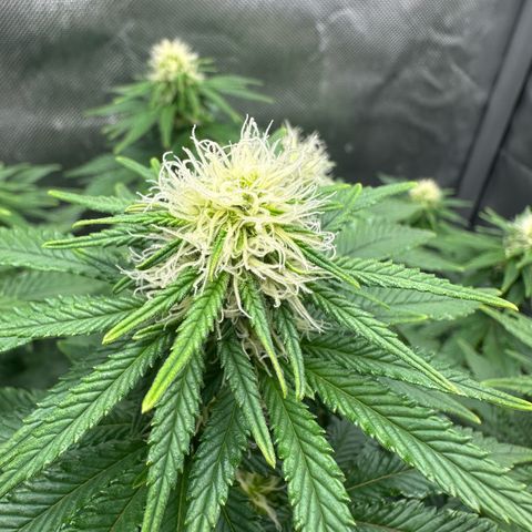 200% growlog timeline photo