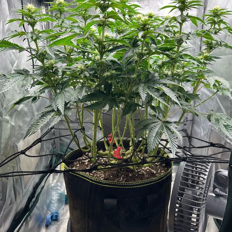 200% growlog timeline photo