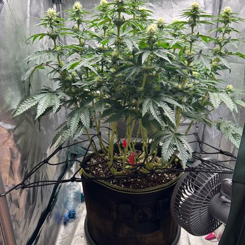 200% growlog timeline photo