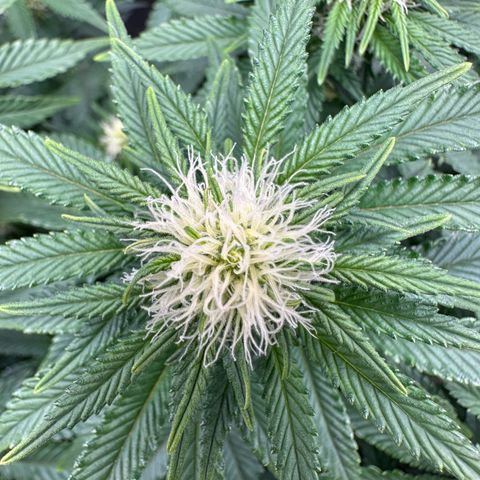 200% growlog timeline photo