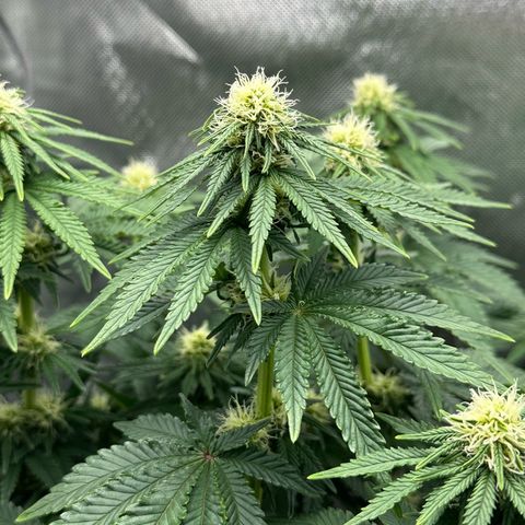 200% growlog timeline photo