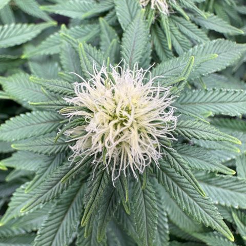200% growlog timeline photo