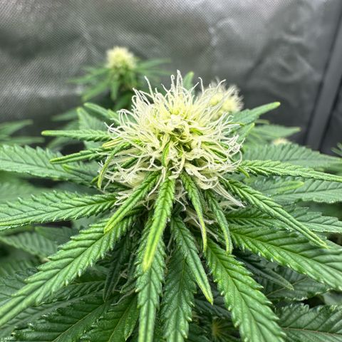 200% growlog timeline photo