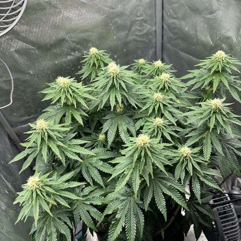 200% growlog timeline photo
