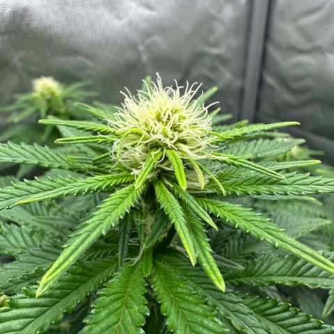 200% growlog timeline photo