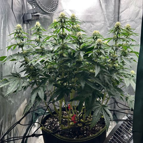 200% growlog timeline photo