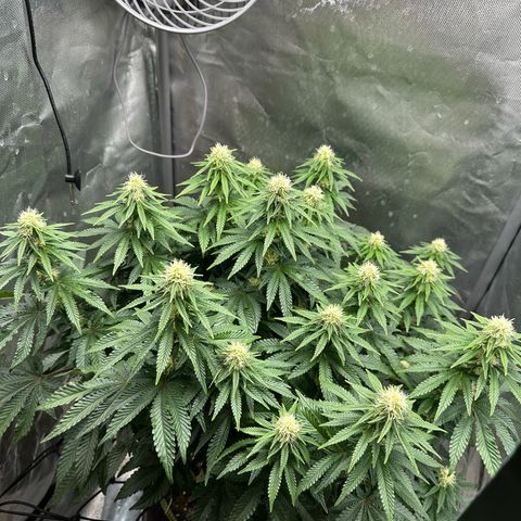 200% growlog timeline photo