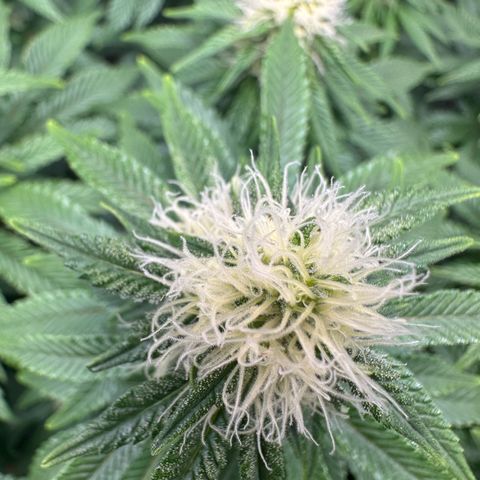 200% growlog timeline photo