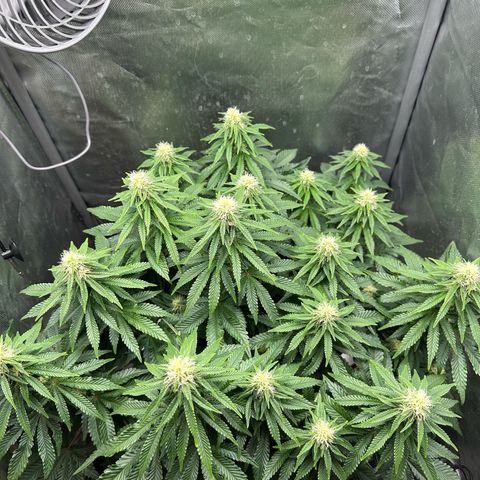 200% growlog timeline photo