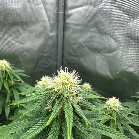 200% growlog timeline photo