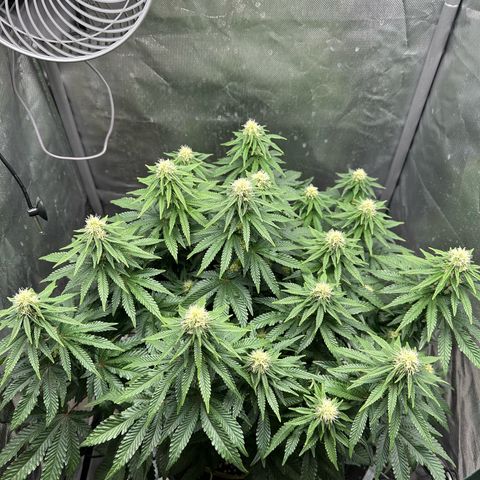 200% growlog timeline photo