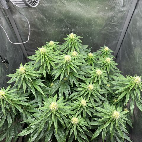 200% growlog timeline photo