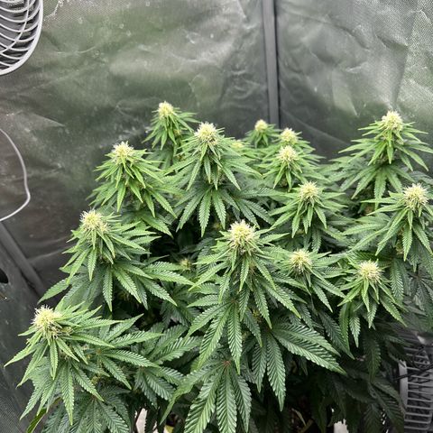 200% growlog timeline photo