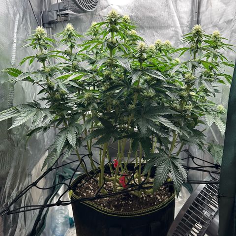 200% growlog timeline photo