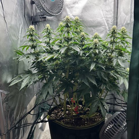 200% growlog timeline photo