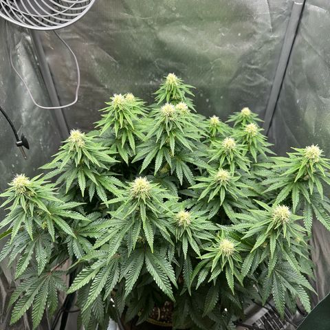 200% growlog timeline photo
