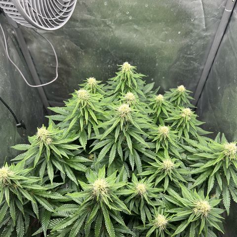 200% growlog timeline photo