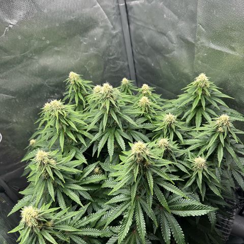 200% growlog timeline photo