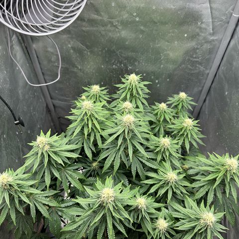 200% growlog timeline photo