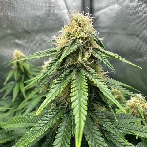 200% growlog timeline photo