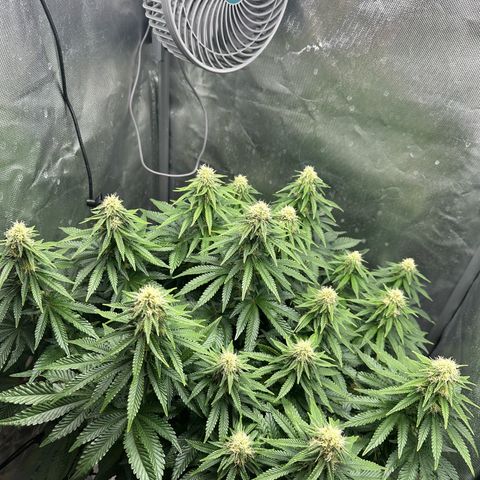 200% growlog timeline photo