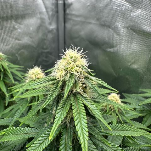 200% growlog timeline photo