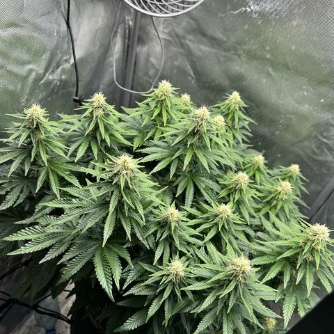 200% growlog timeline photo