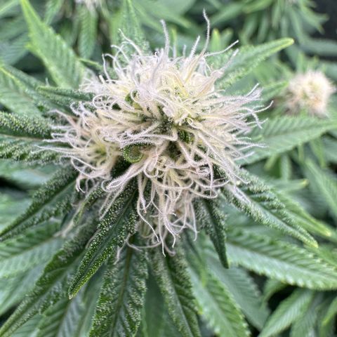 200% growlog timeline photo