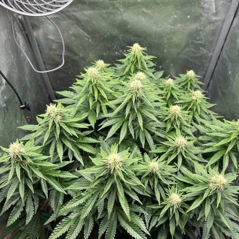 200% growlog timeline photo
