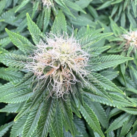 200% growlog timeline photo