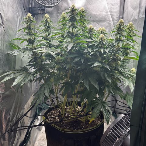 200% growlog timeline photo