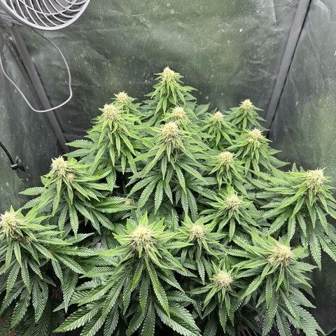 200% growlog timeline photo