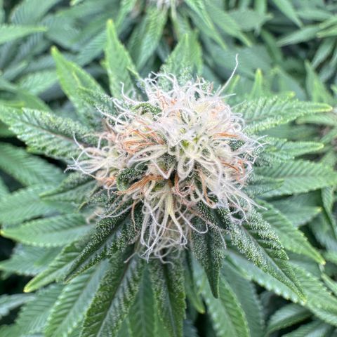 200% growlog timeline photo