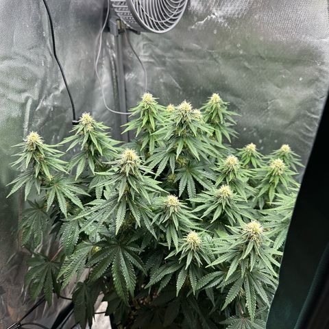 200% growlog timeline photo