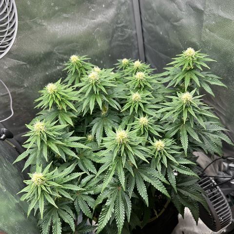 200% growlog timeline photo