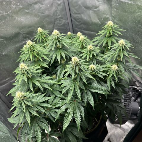 200% growlog timeline photo