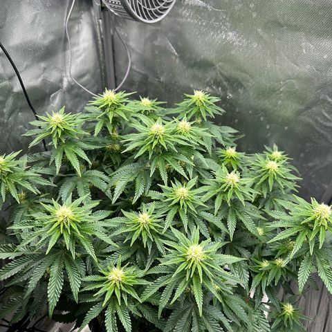 200% growlog timeline photo