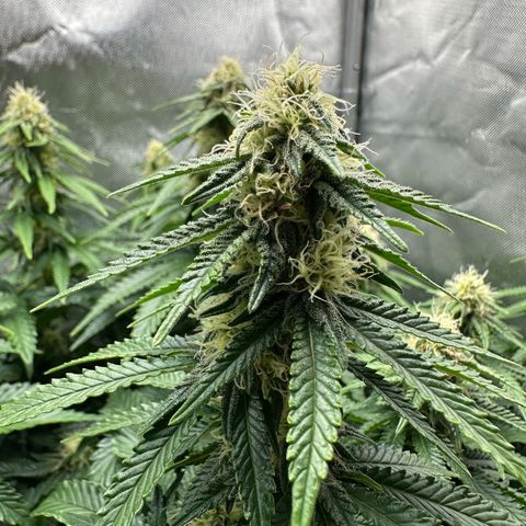 200% growlog timeline photo