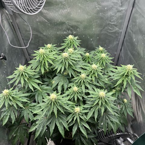 200% growlog timeline photo