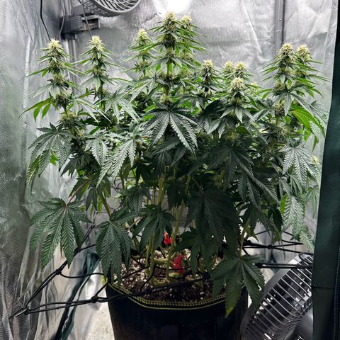 200% growlog timeline photo