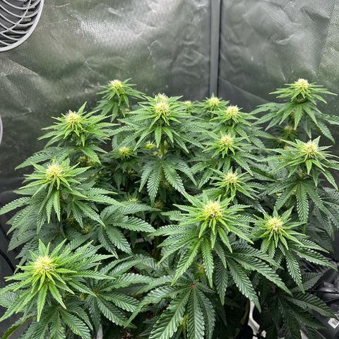 200% growlog timeline photo